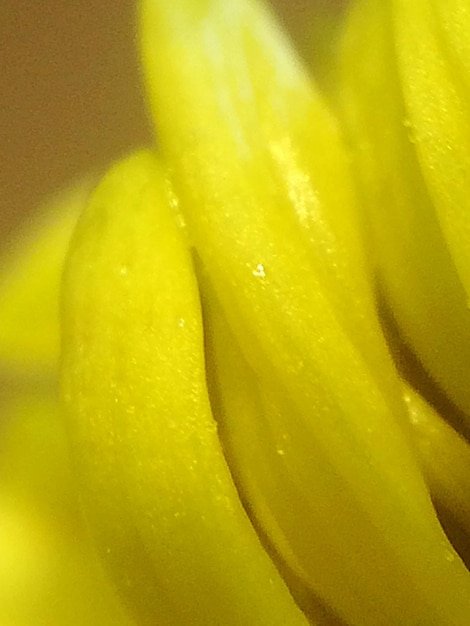Close-up of yellow food