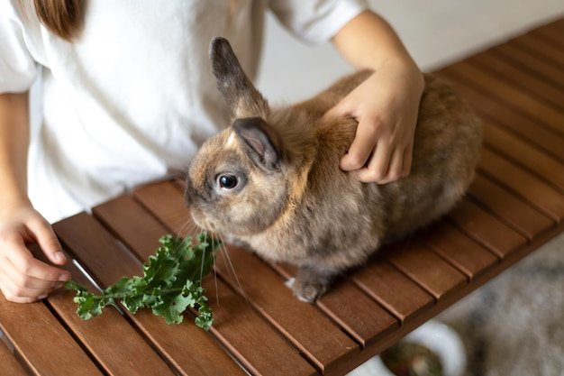 A domestic rabbit eats cabbage Pet concept