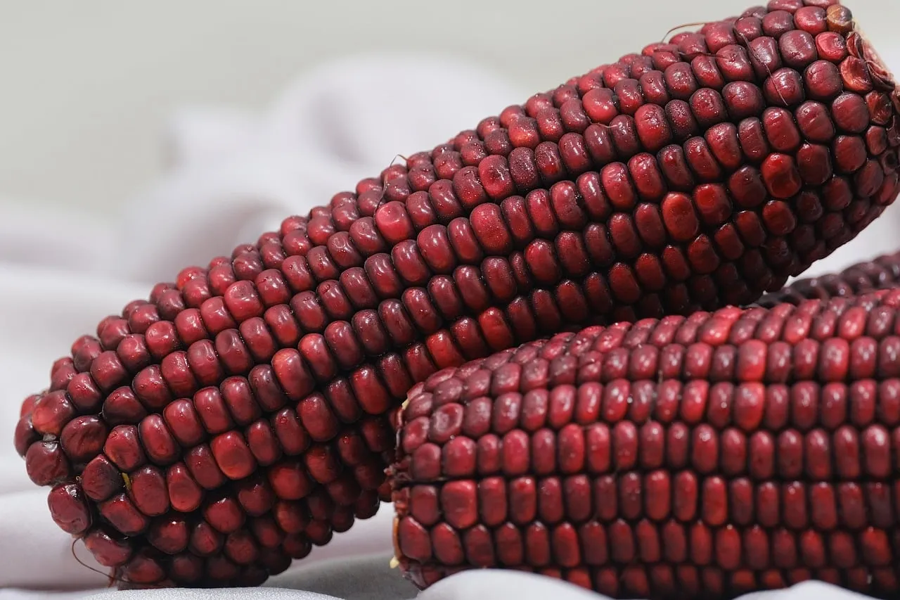 corn, red corn, food, vegetables