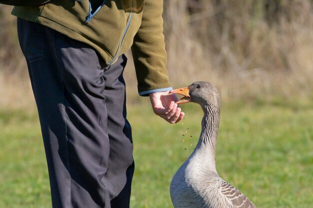 Greylag goose in nature being fed grains by a man