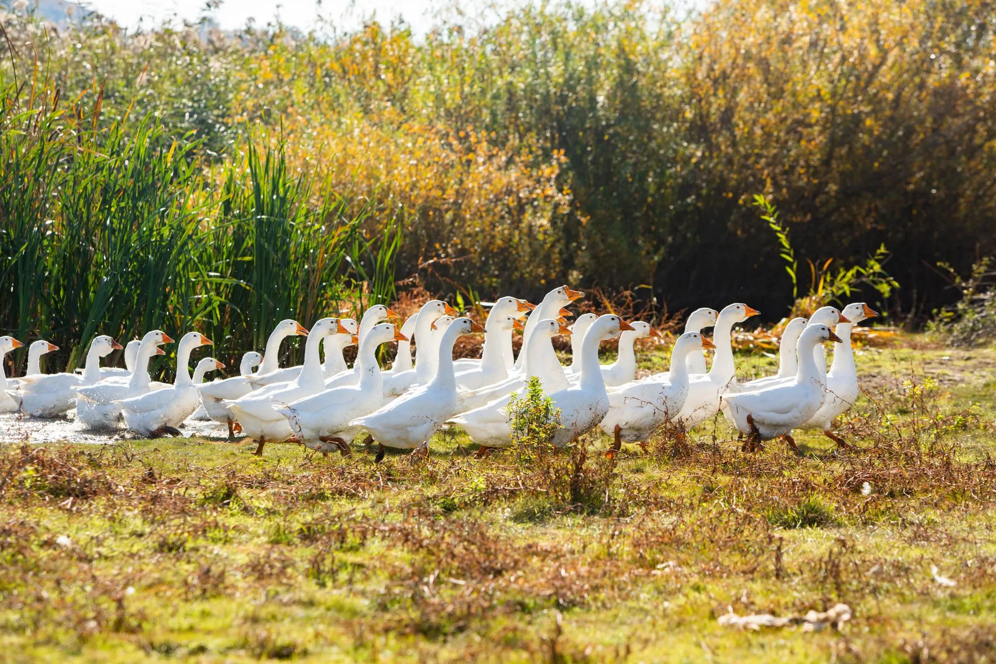 Group of white geese on the meadow in autumn day