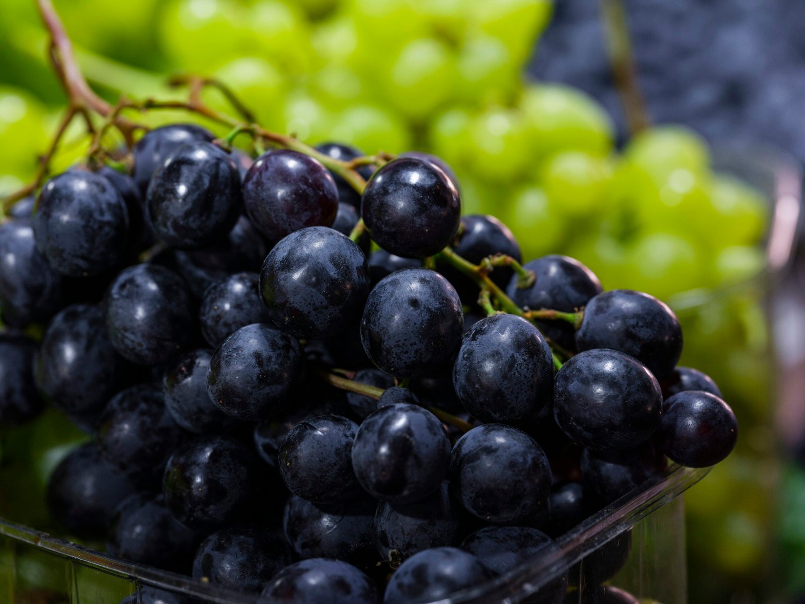 Close-up of dark purple grapes with green grapes behind.