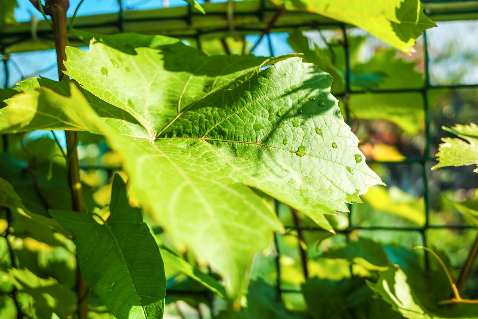 a close up of a green leaf behind a fence