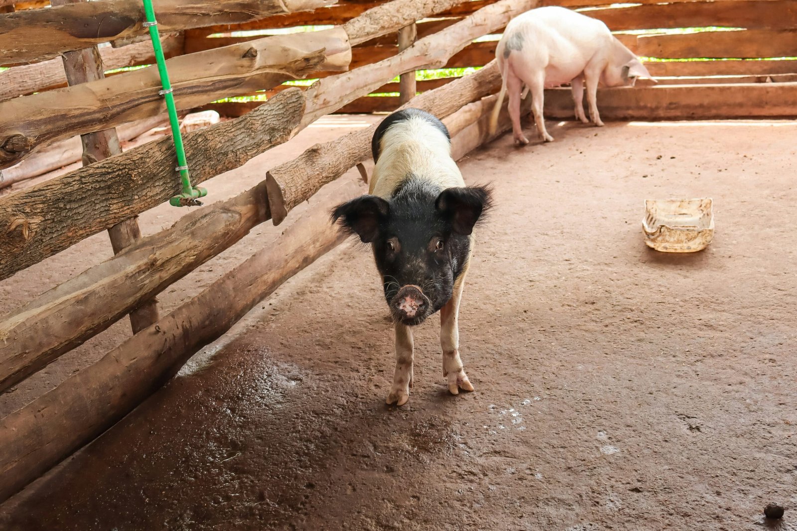 A pig in a pen with other pigs in the background
