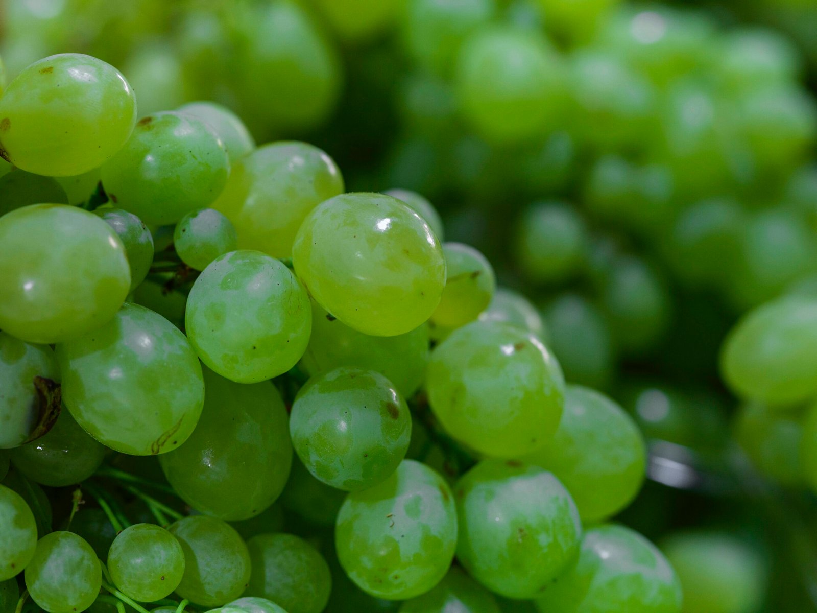 A close-up of fresh green grapes on a vine.