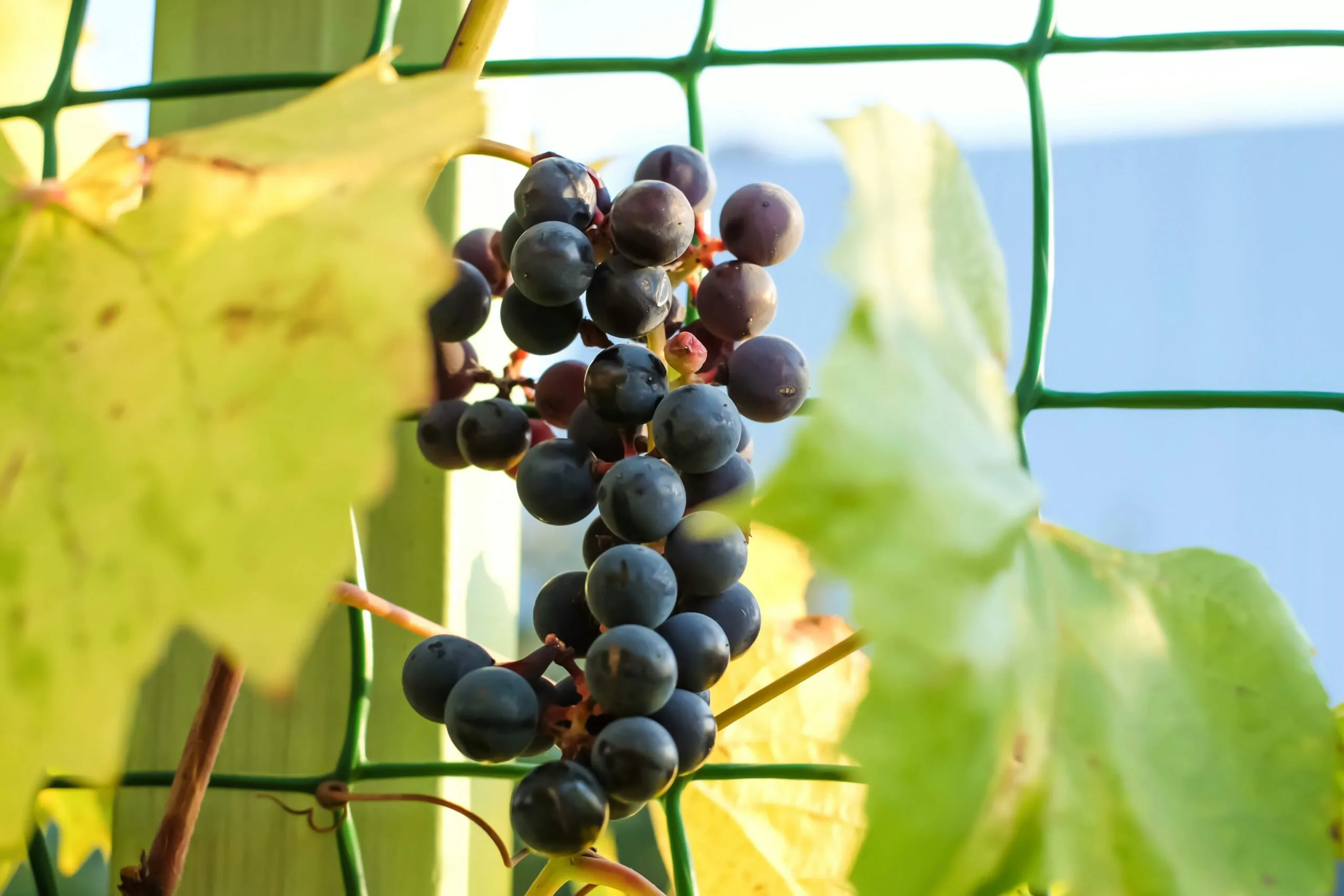 a bunch of grapes growing on a vine