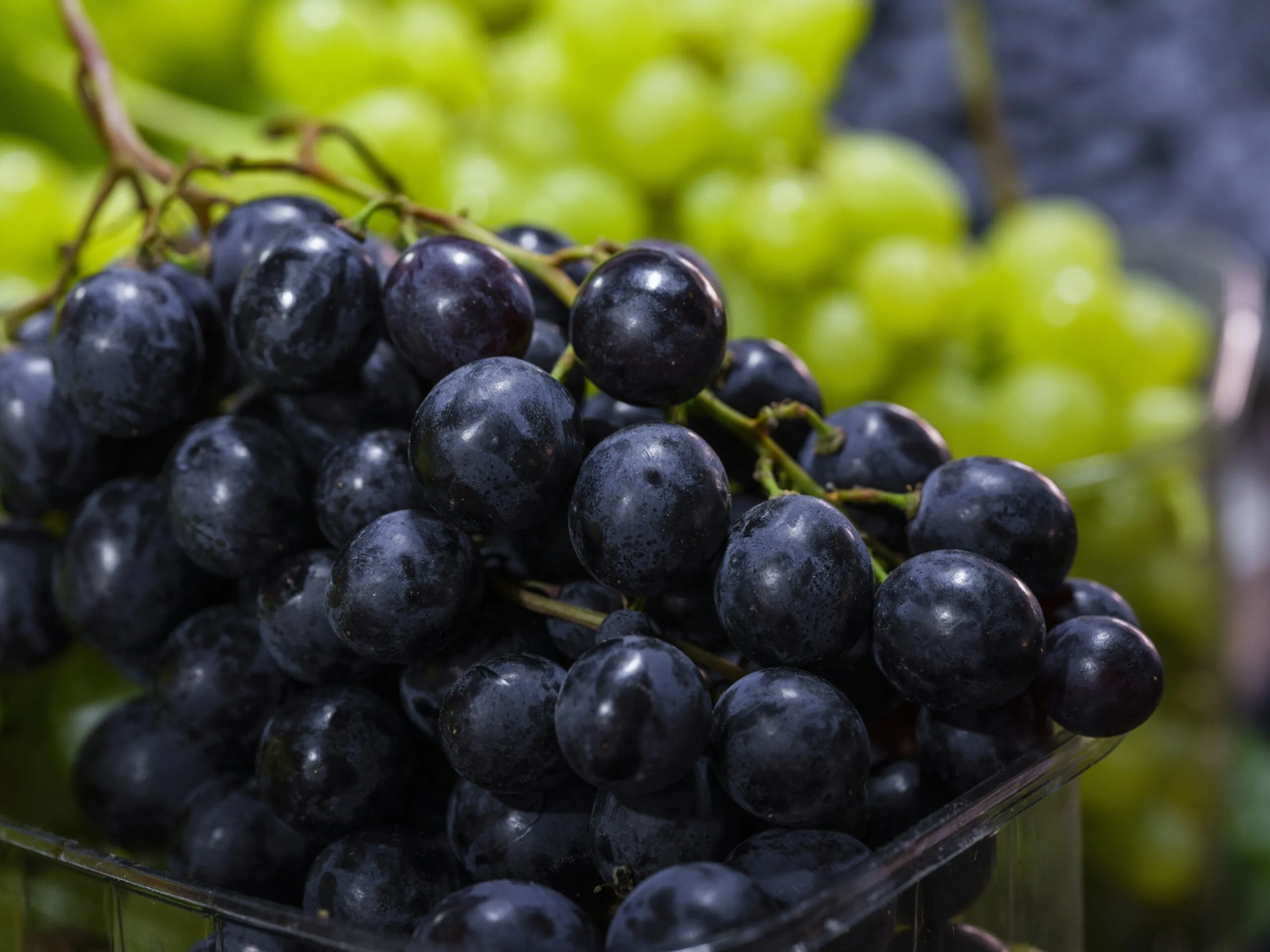 Close-up of dark purple grapes with green grapes behind.