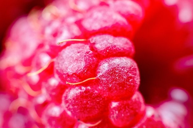 Macro of ripe red raspberry Food background Closeup