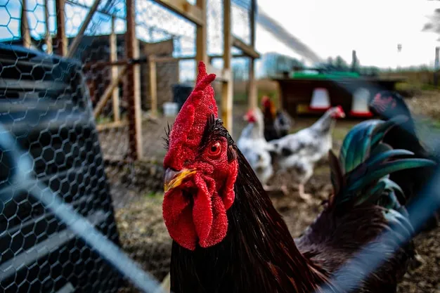 Close-up of rooster