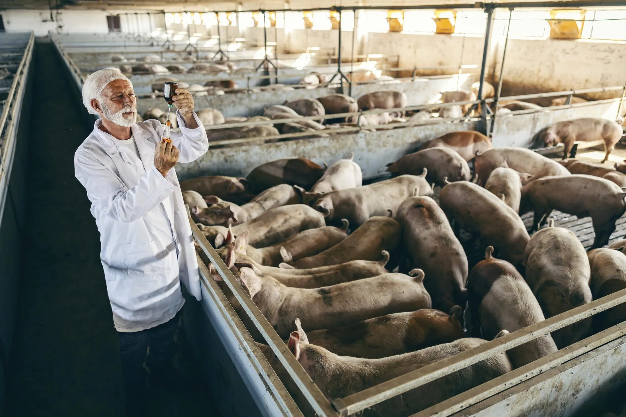 Fig flu therapy drugs and veterinary