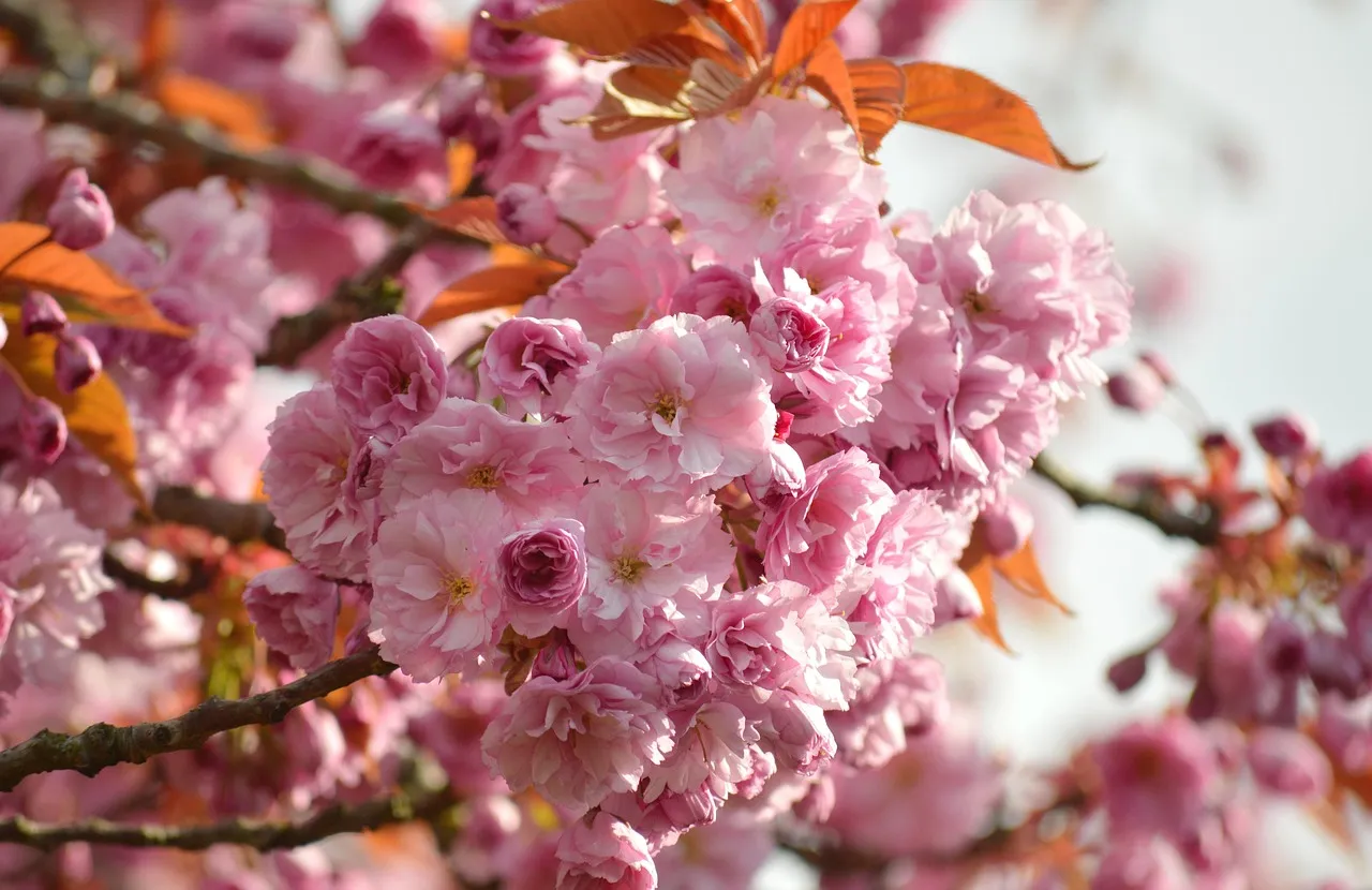 flower, cherry blossoms, oriental cherry, east asian cherry, spring, spring awakening, prunus serrulata, japanese cherry, flora, beautiful flowers, flower background, nature, blooming branches, flower wallpaper, bloom, japanese cherry blossom, flower magic, blossoms, flowers, cherry blossom, flowering branches, blooming, japanese cherry blossoms, blooms