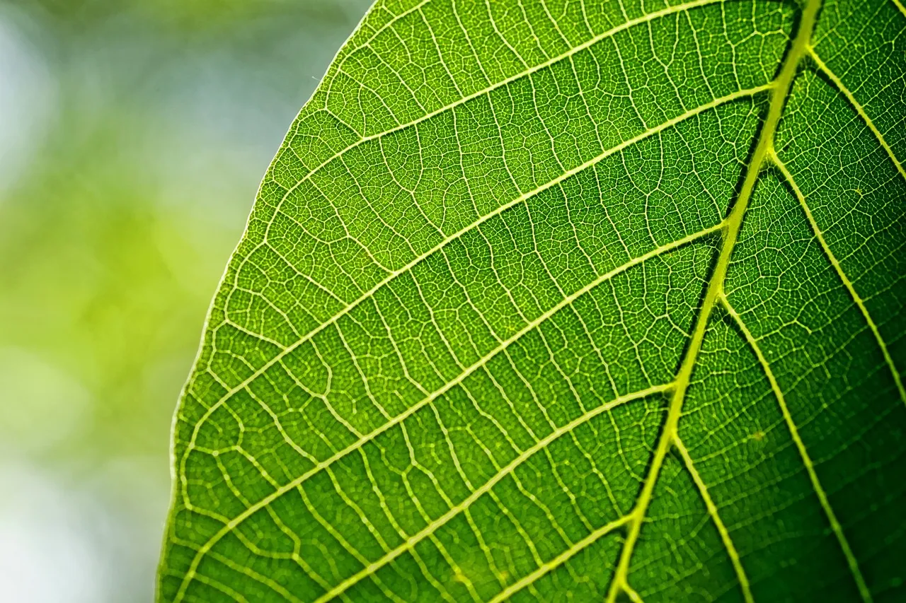 leaves, leaf, walnut leaf, spring, nature, macro, green