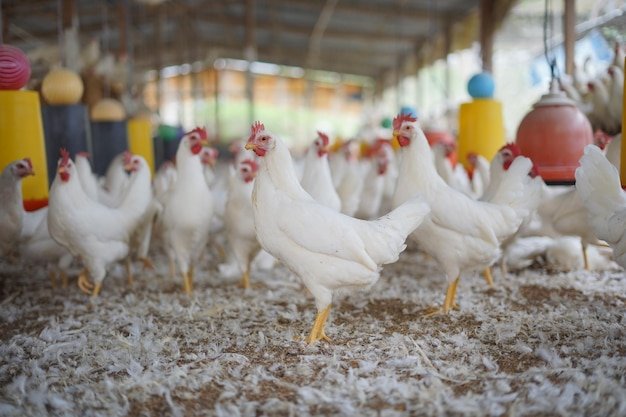 A group of chickens are in a barn with a yellow top.