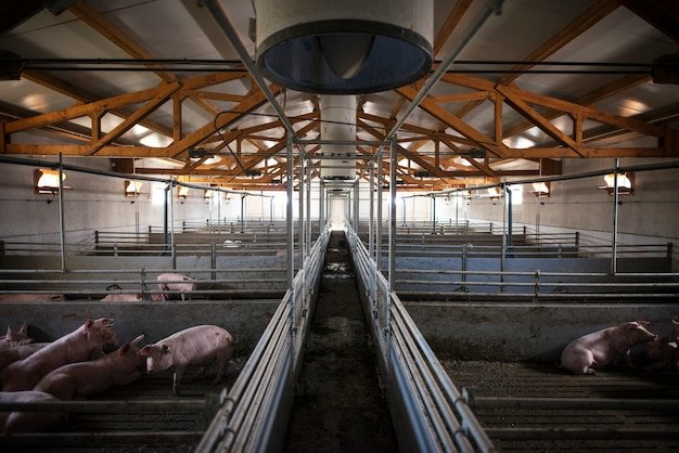 Group of pigs domestic animals at pig farm