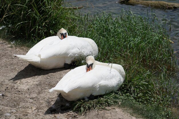 High angle view of swan swimming on lake