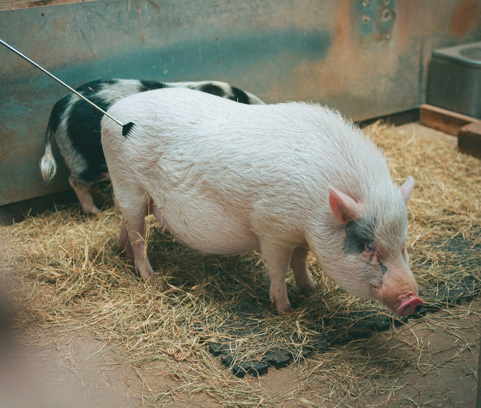 A white pig with a black spot stands in hay.