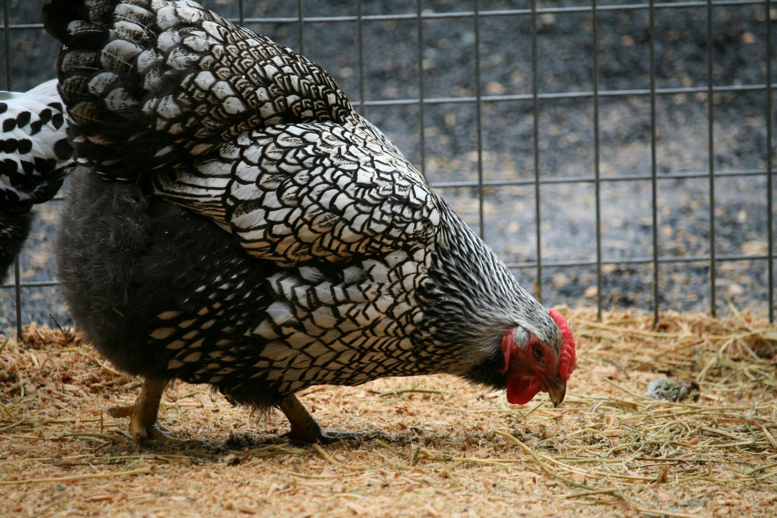 A couple of chickens standing next to each other