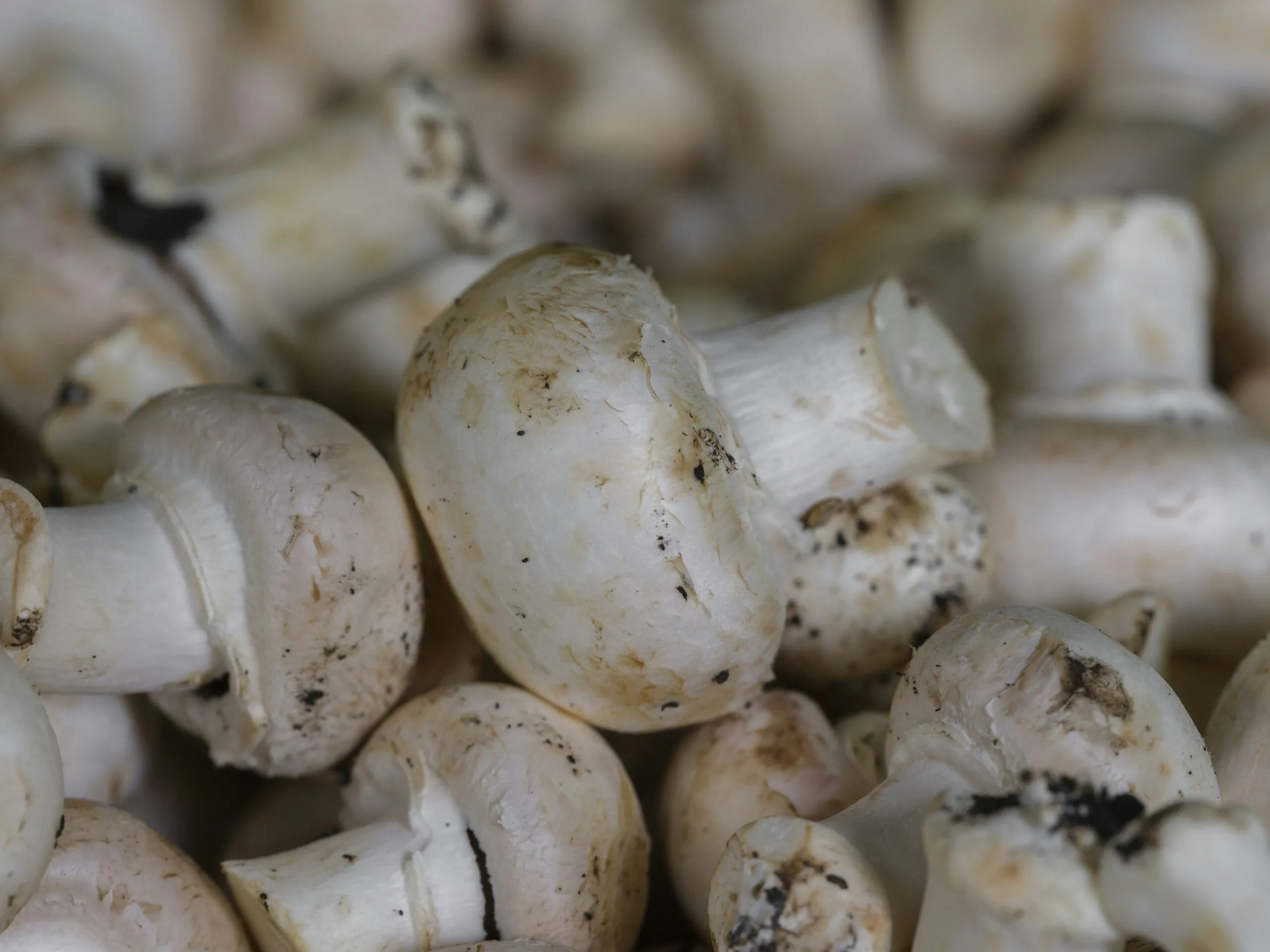 Pile of fresh white button mushrooms