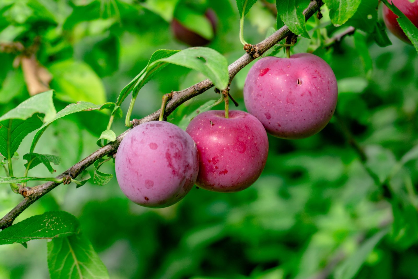 Three ripe plums hanging on a tree branch