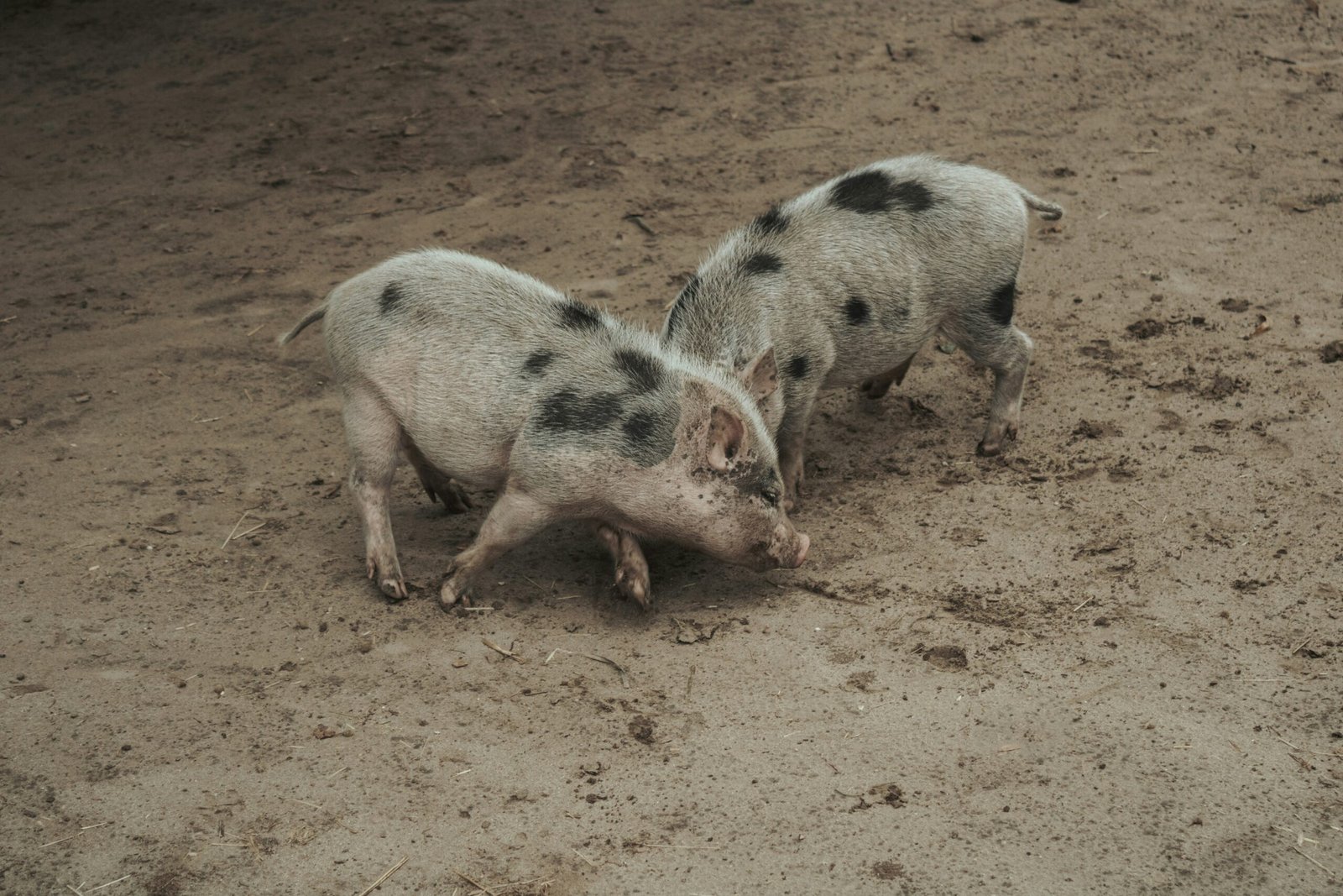 a couple of small pigs standing on top of a dirt field
