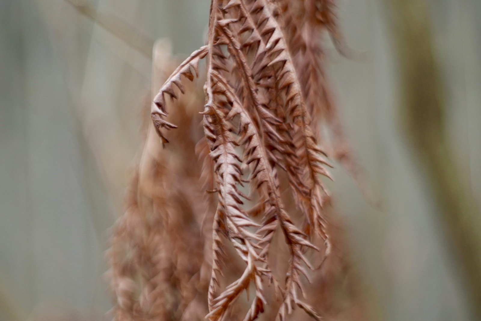 A close up of a tree branch with a blurry background