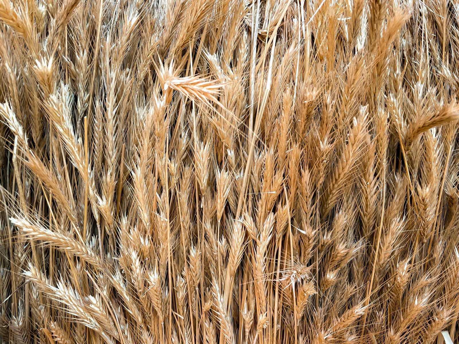 a close up of a bunch of dry grass
