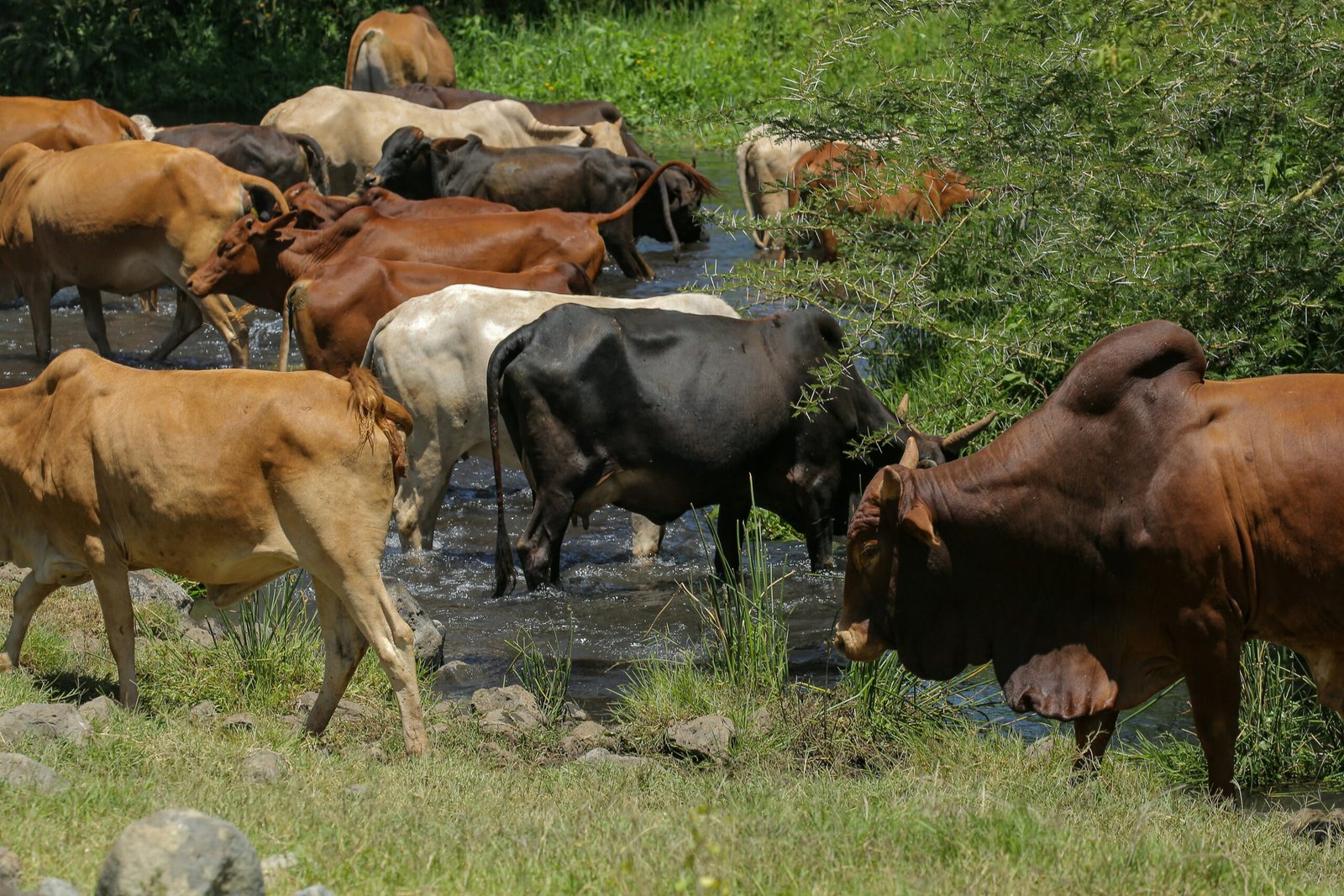 a herd of cows walking in a stream