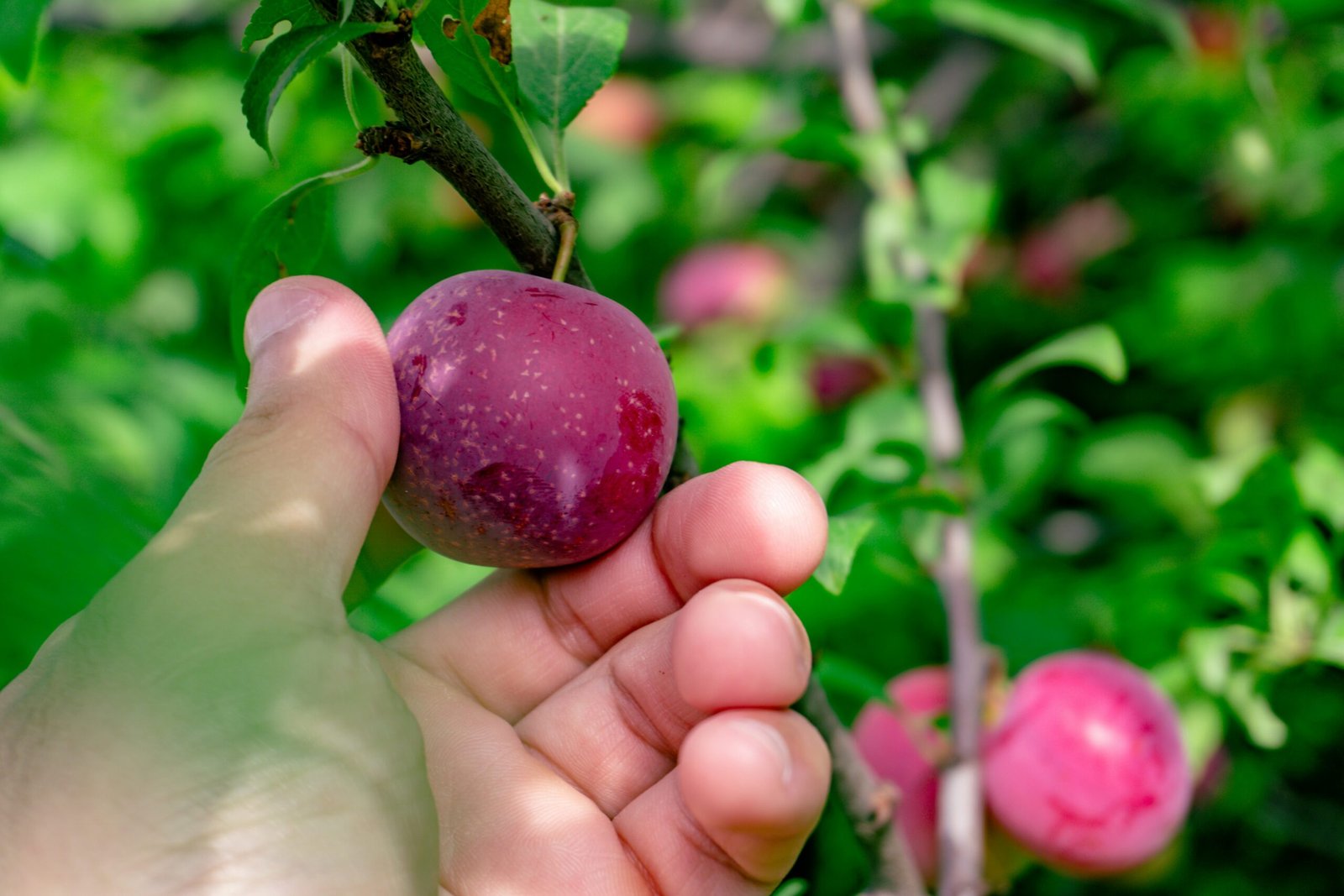 Hand picking ripe red plums from a tree