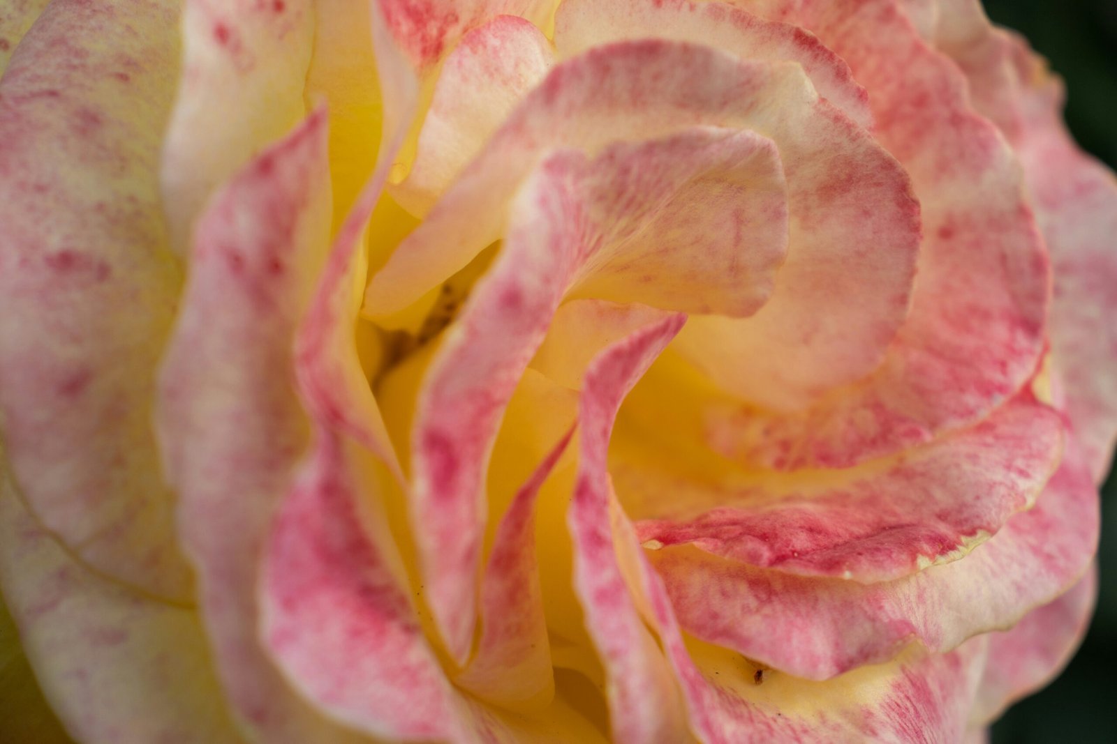 A close up of a pink and yellow rose