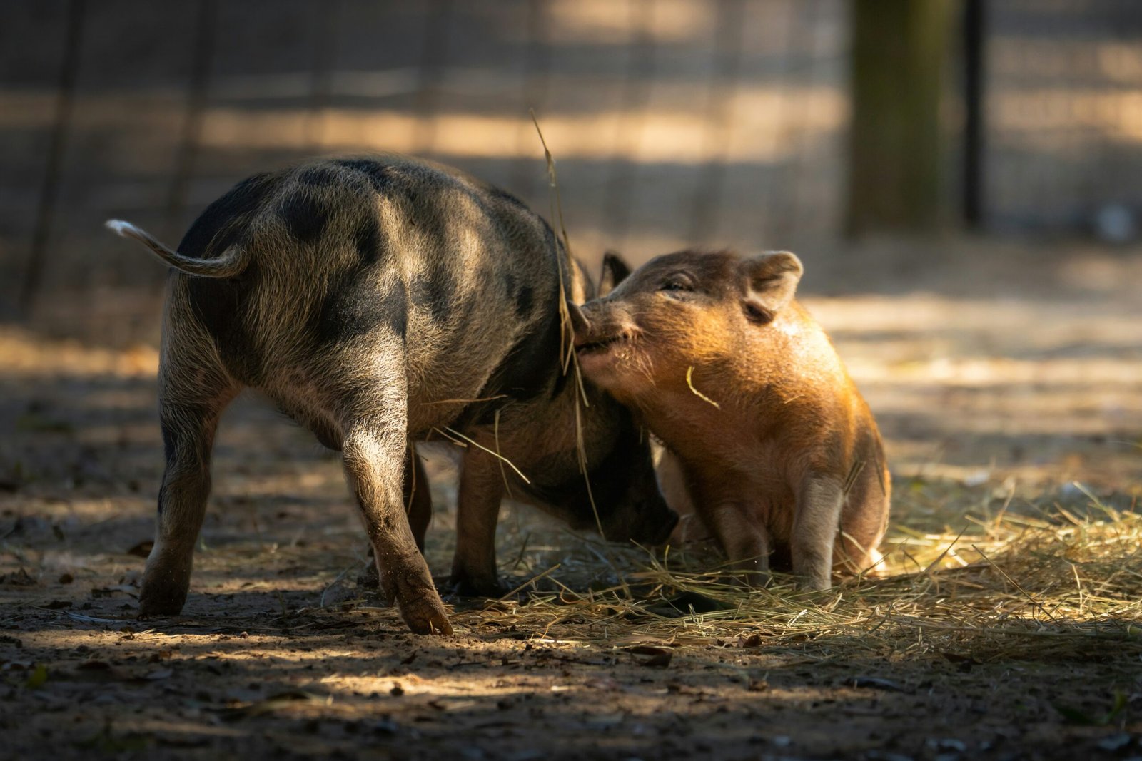A piglet nuzzles a larger pig in hay