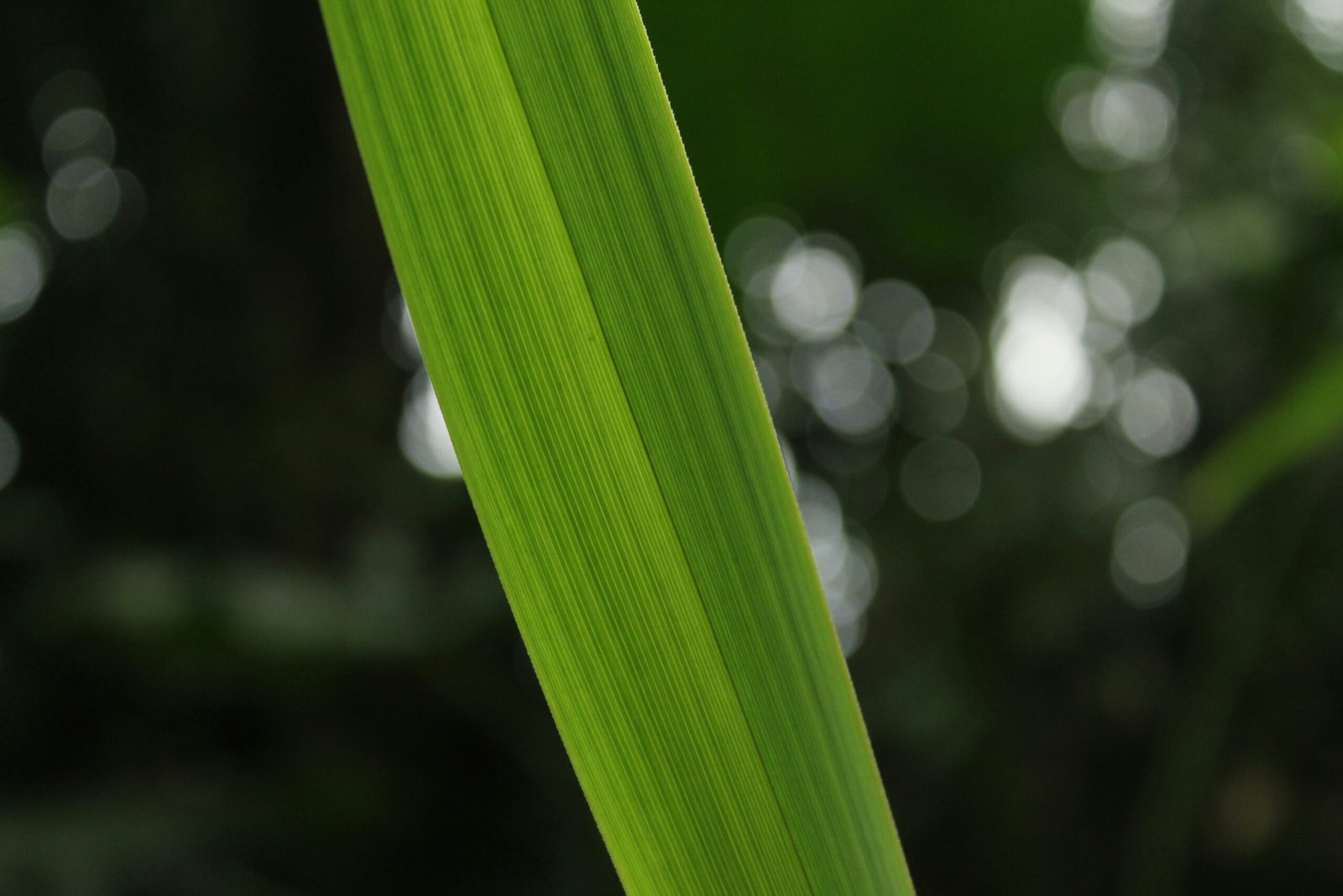 a close up of a green leaf with a blurry background