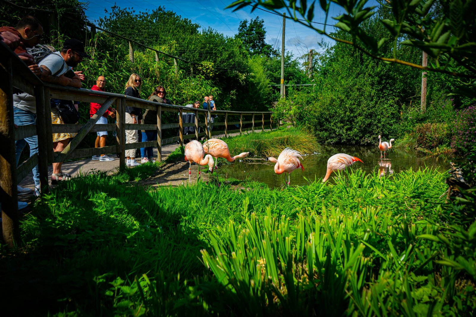 a group of people standing on a bridge looking at flamingos