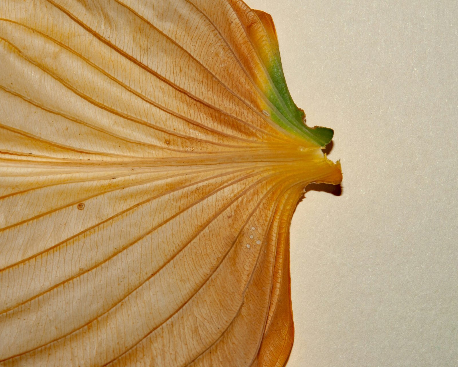 A close up of a flower with a white background