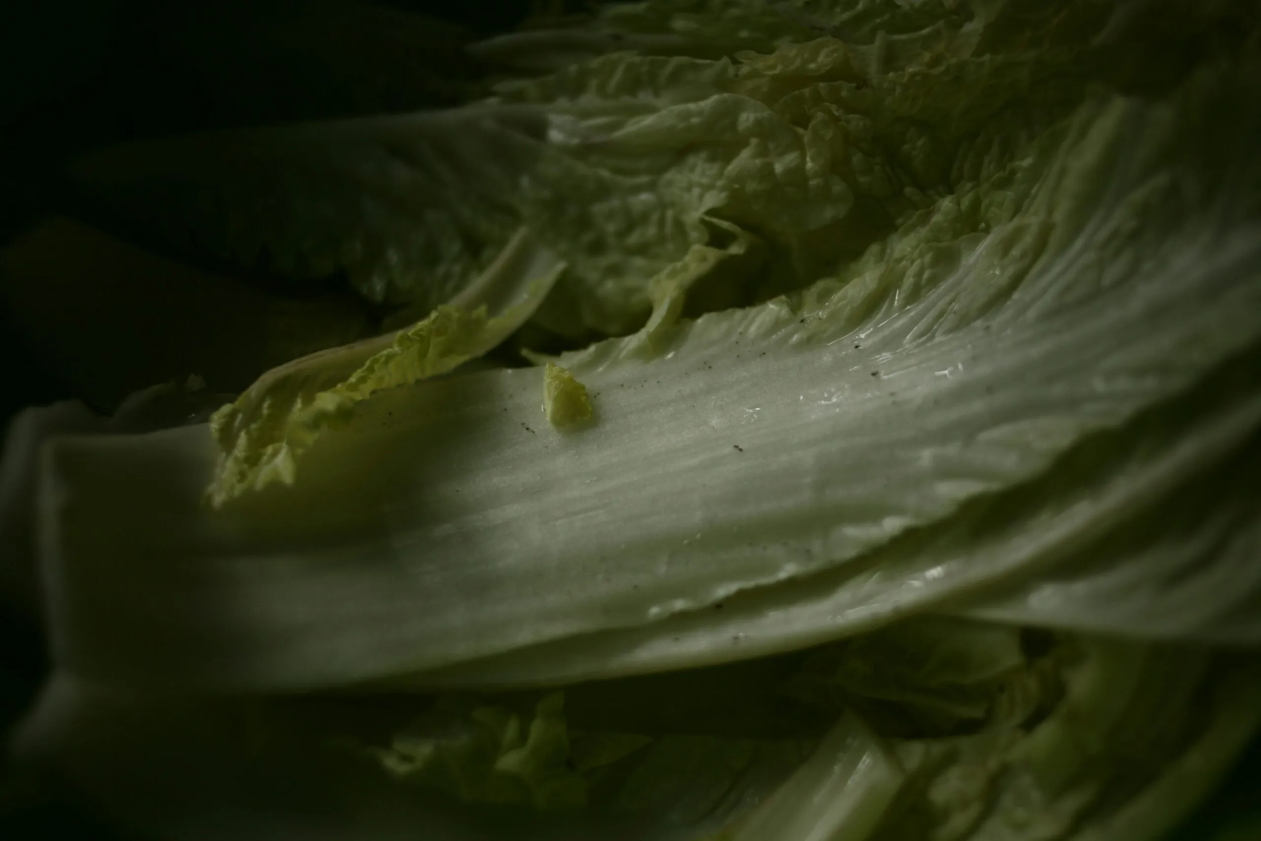 a close up of a lettuce that has been cut in half