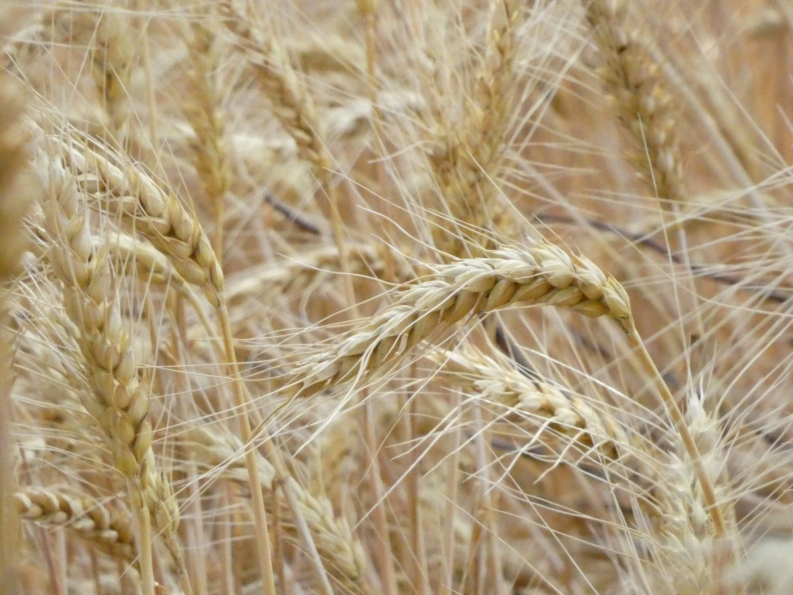 Ripe wheat stalks sway gently in the sun.