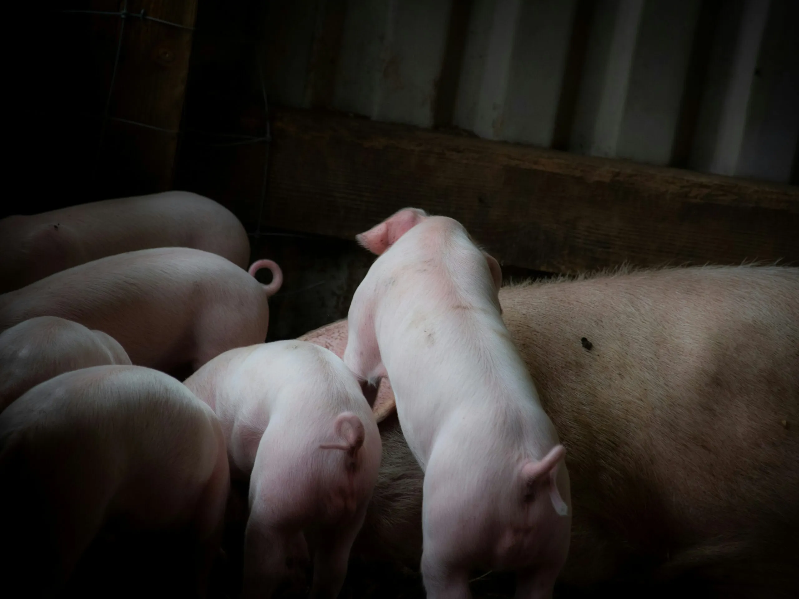 a group of pigs laying next to each other