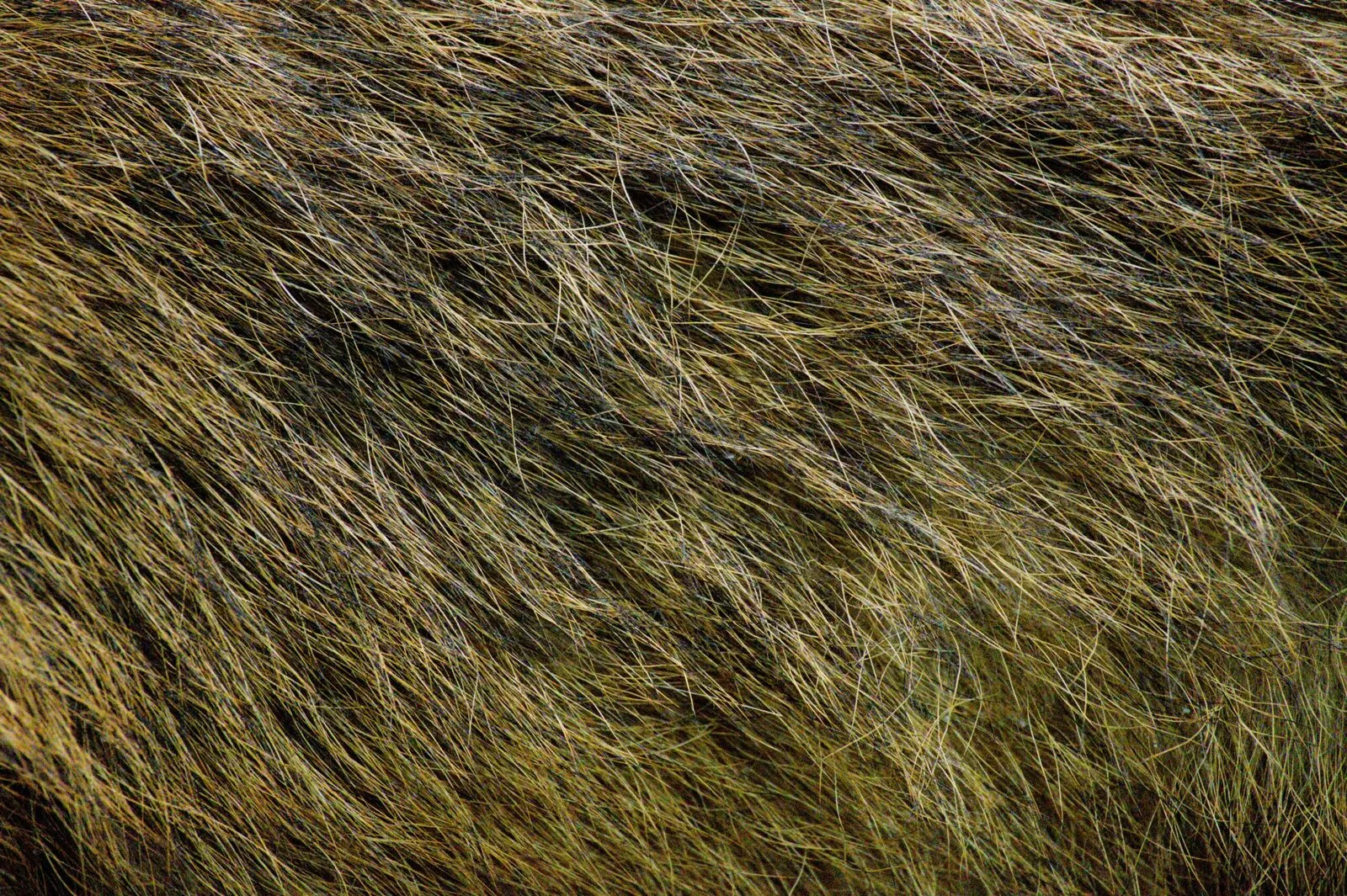 Close-up texture of brown and black animal fur