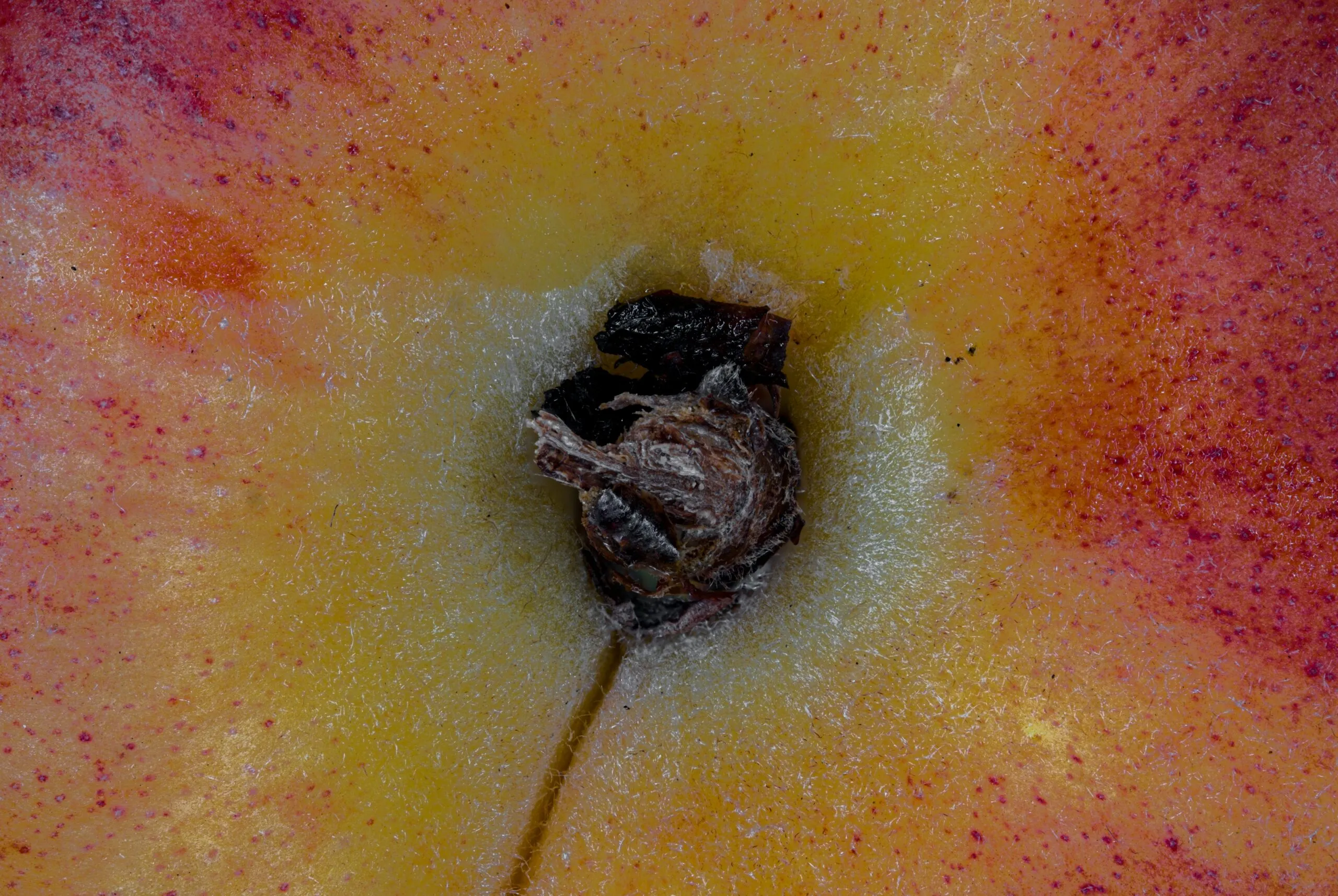 A close up of an apple with a bite taken out of it