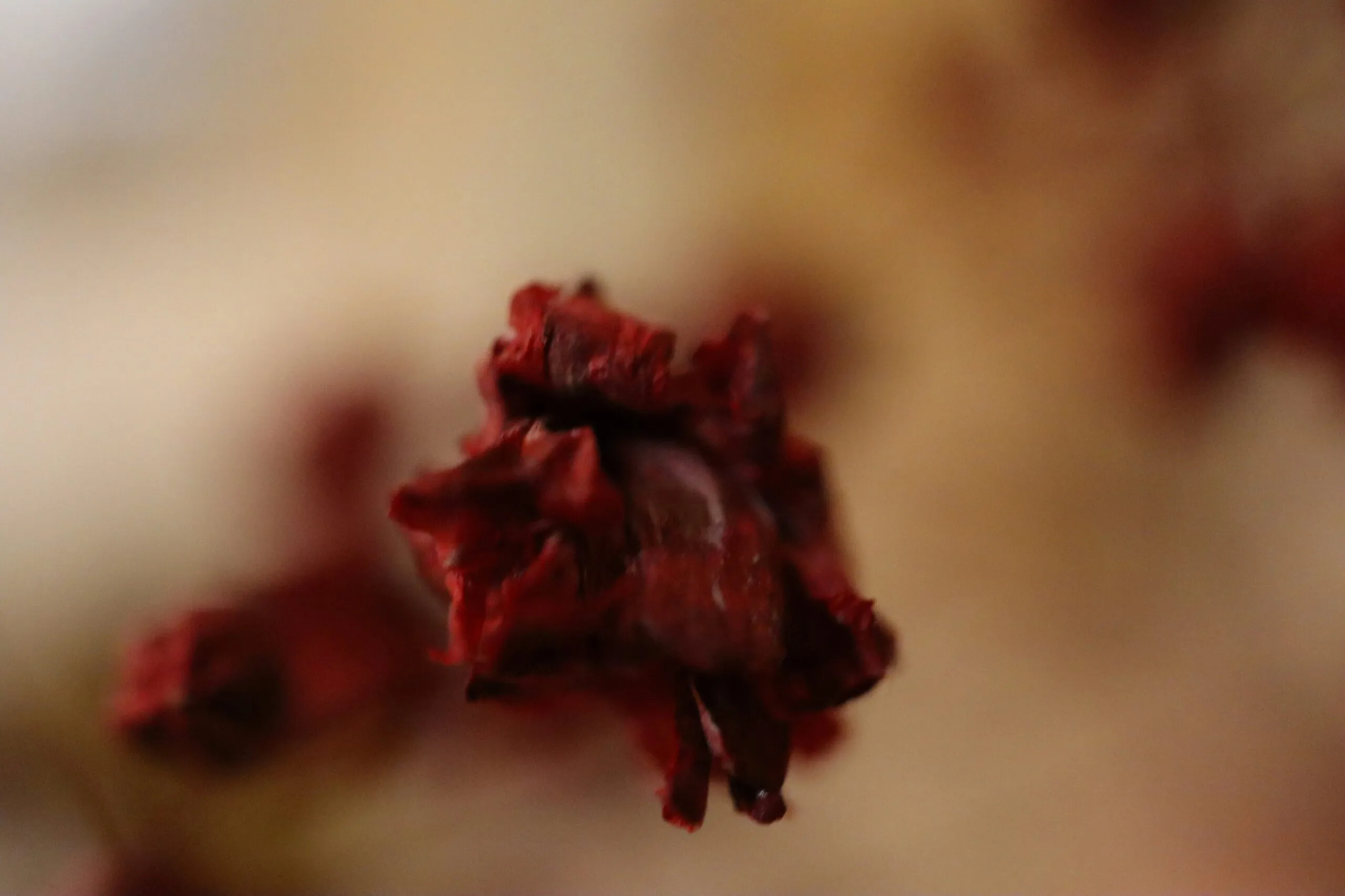 a close up of a red flower with a blurry background