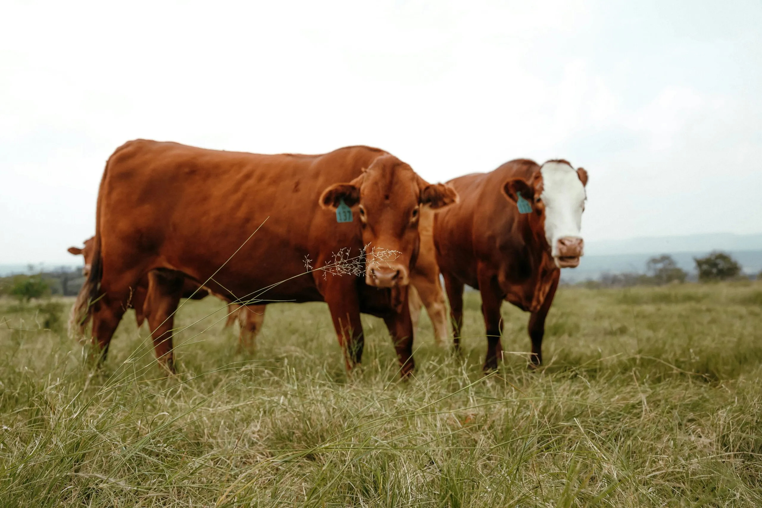 Cows are grazing in a field with grass.