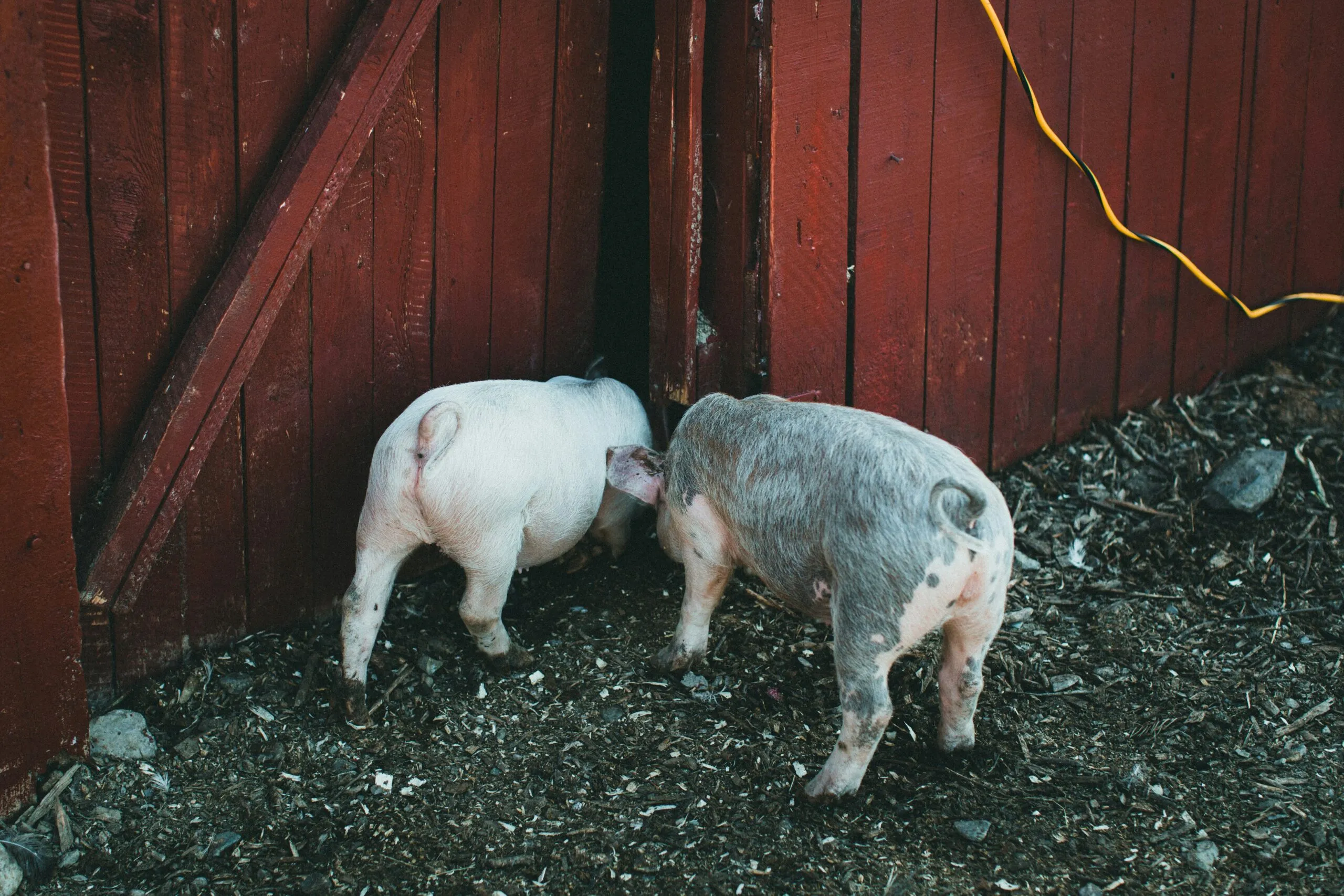 a couple of pigs standing next to each other