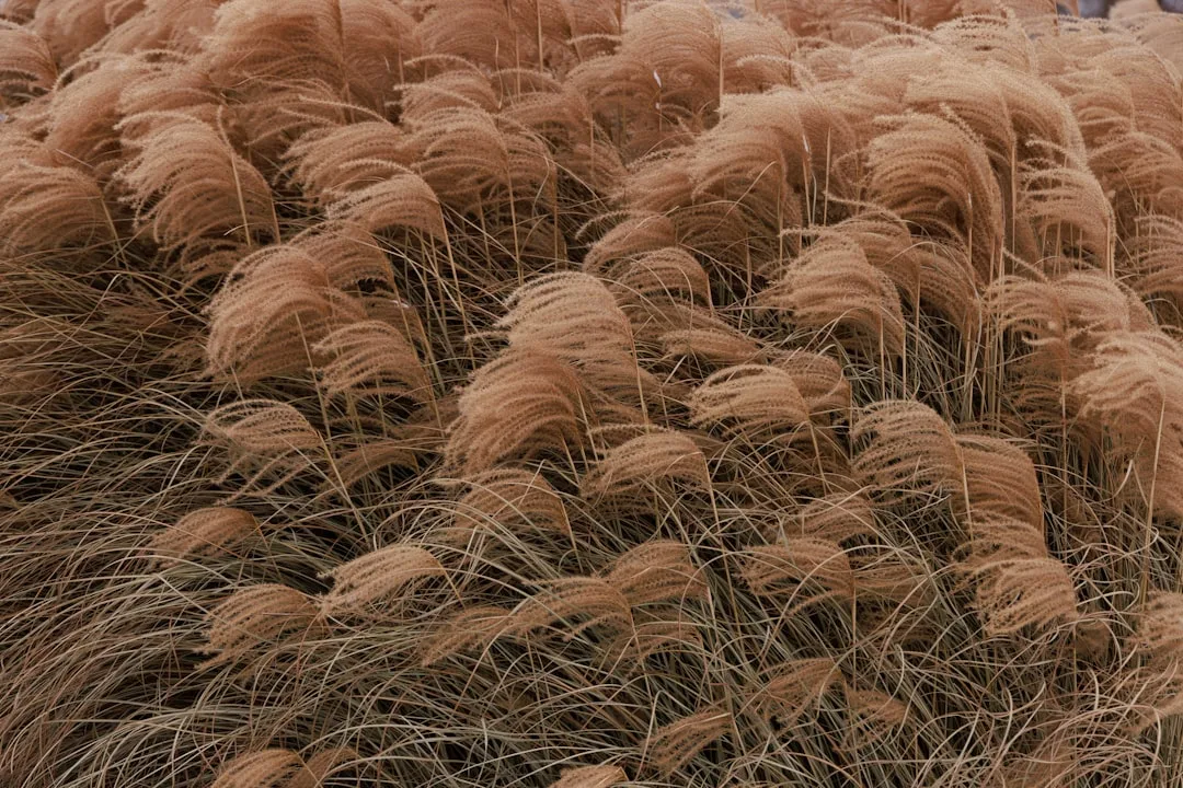 a large field of tall brown grass next to a forest
