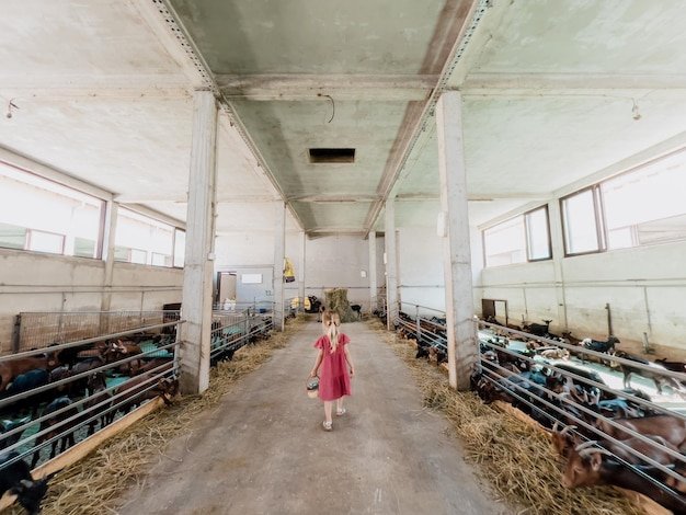 Little girl with a basket walks through a farm with goats Back view