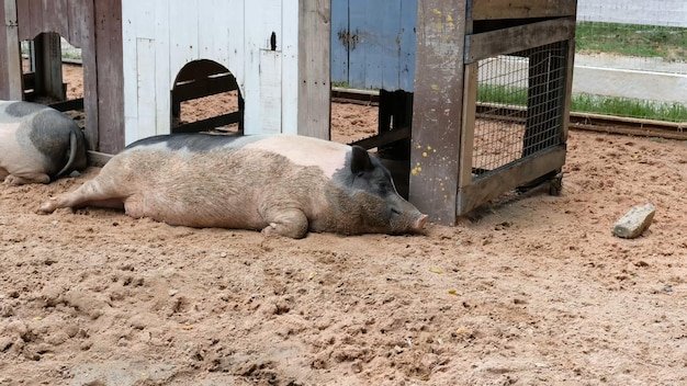 Turtles and daily activities