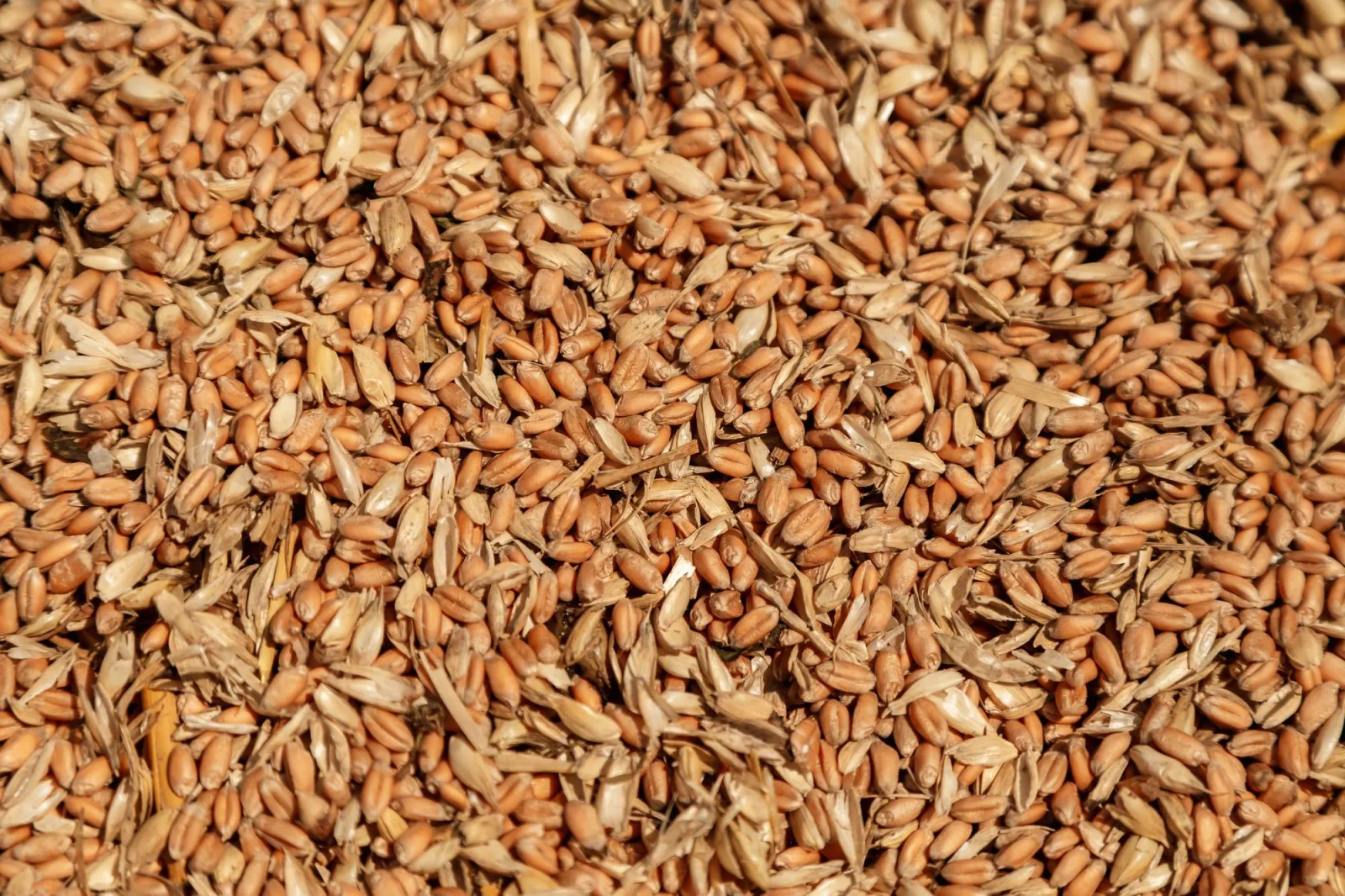 Uncleaned unsorted grain with debris after being harvested by a combine