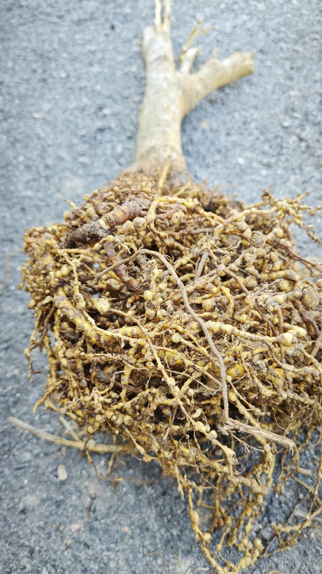 Uprooted plant with infected root knot nematodes