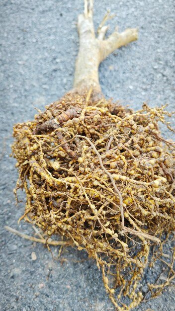 Uprooted plant with infected root knot nematodes