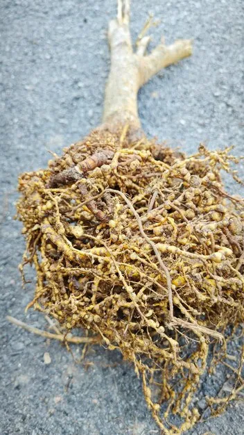 Uprooted plant with infected root knot nematodes