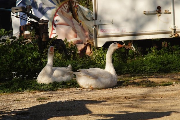 White geese sitting by plants