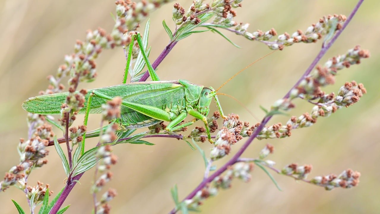 grasshopper, insect, nature, shrub, macro, green, branches